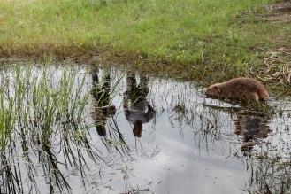 An Eurasian Beaver from Russia enjoys temporary freedom in a small pool for visiting journalists and officials. The beavers were kept in quarantine for slightly over a month before 16 of them were released in the Tuul.