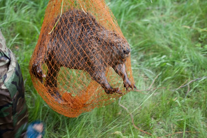 Freedome cut short, the beaver is netted and placed back in its cage. 16 of them were released in the Tuul on the 8th of August.