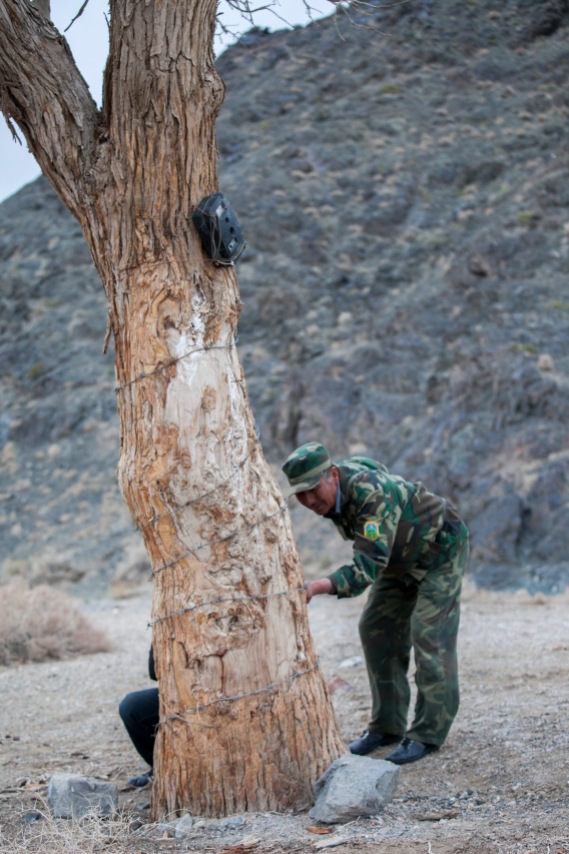Ranger Bold inspects barb wires used as fur traps for signs of Gobi bear activity below a mounted camera trap.