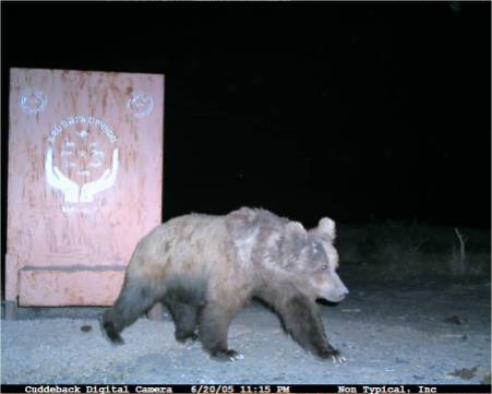 The Gobi Bear Project scored its first visual documentation with a camera trap snapping a photo of a bear near a feeding station in June 2005. Since then, 10 bears have been captured and fitted with radio collars.